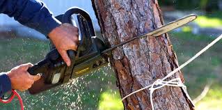 Best Tree Health Inspection  in Perkins, OK