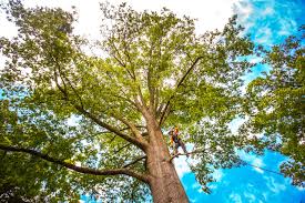 Best Utility Line Clearance  in Perkins, OK