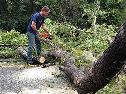 Best Fruit Tree Pruning  in Perkins, OK