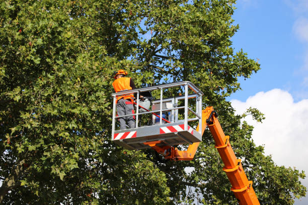 Best Emergency Tree Removal  in Perkins, OK