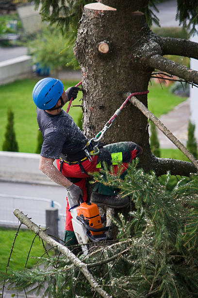 How Our Tree Care Process Works  in  Perkins, OK