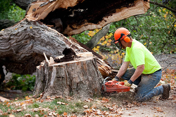  Perkins, OK Tree Services Pros