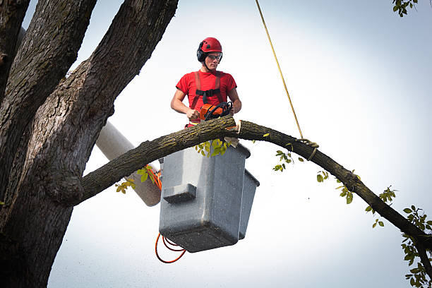 Reliable Perkins, OK  Tree Services Solutions